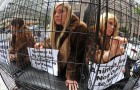 animal-rights-activists2 animal-rights-activists2