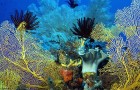 coral_sea-1