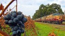 Discover Napa by train.The Big Gay Train Returns to the Napa Valley Wine Train