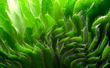 Organic Revolution Worldwide Foundation