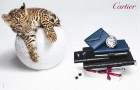 cartier cartier