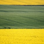 green_fields green_fields