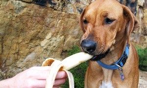 eat dog