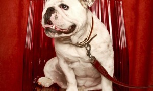 Doggy Diamond Spa Treatment