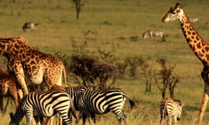mahali mzuri virgin limited edition hotel