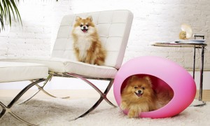 Pets design eggs