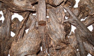 agarwood oud treen oils