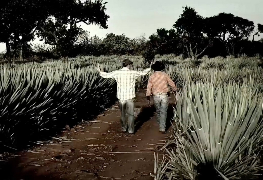 Avion Agave Fields in Jesus Maria