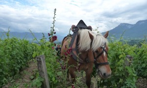 Berlioz vineyardsFrancewines Berlioz vineyardsFrancewines
