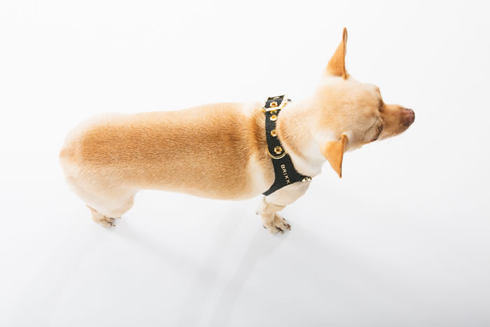 Brikk -Lux Buddy Belt Dog Harness Gold and Diamond Dog Harness--