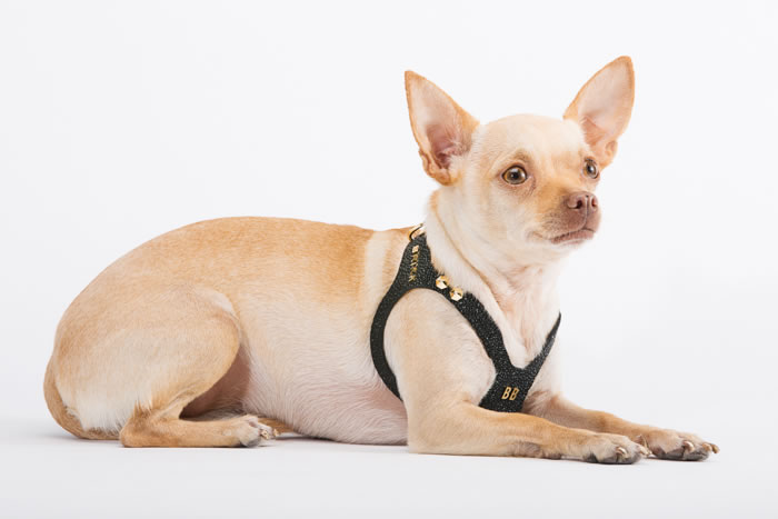 Brikk -Lux Buddy Belt Dog Harness Gold and Diamond Dog Harness