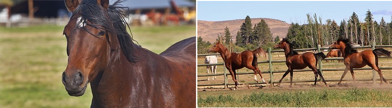 central-washington-equestrian-facility-2016