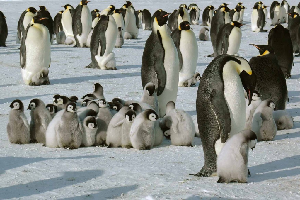 chicks-in-a-creche-whichaway-camp-in-antarctica