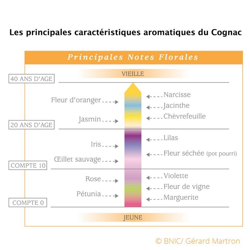 Cognac aromatique notes