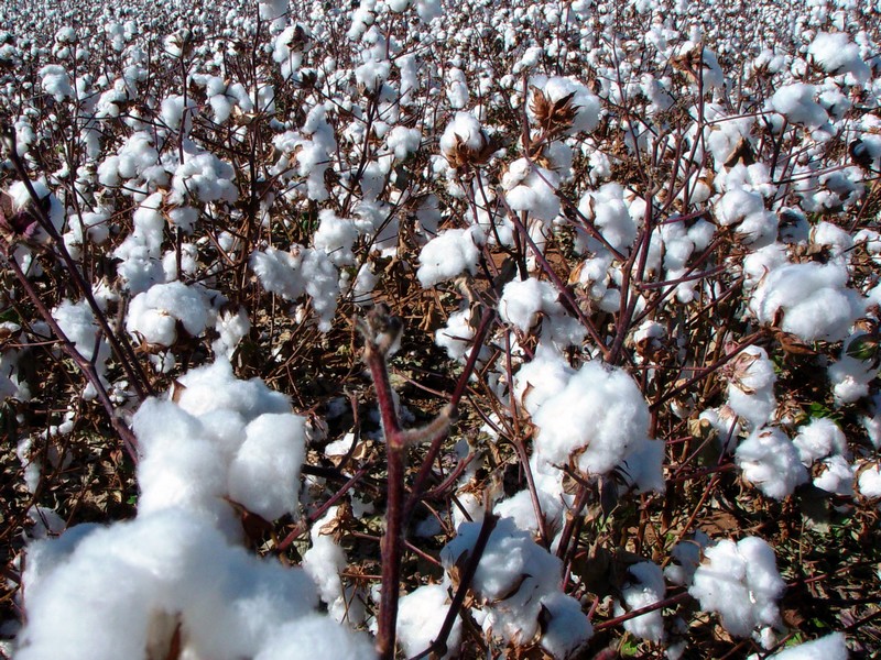 Cotton and Sustainability-