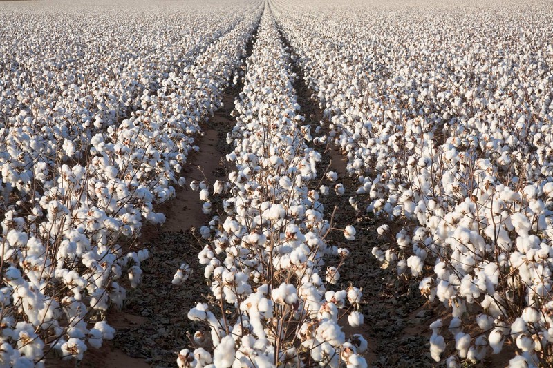 Cotton and Sustainability---