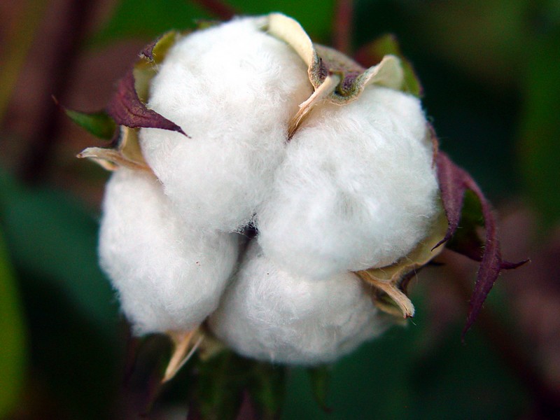 Cotton and Sustainability