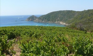 Domaine de Tourraque provence wine tour Domaine de Tourraque provence wine tour