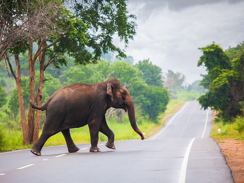 elephants-on-the-road