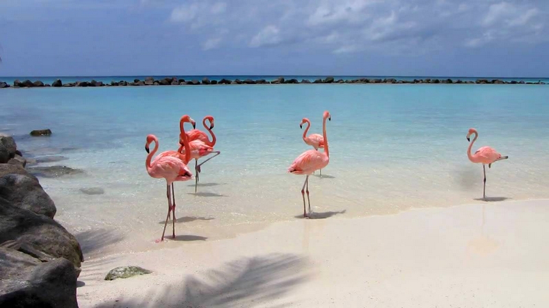 FlamingosAruba