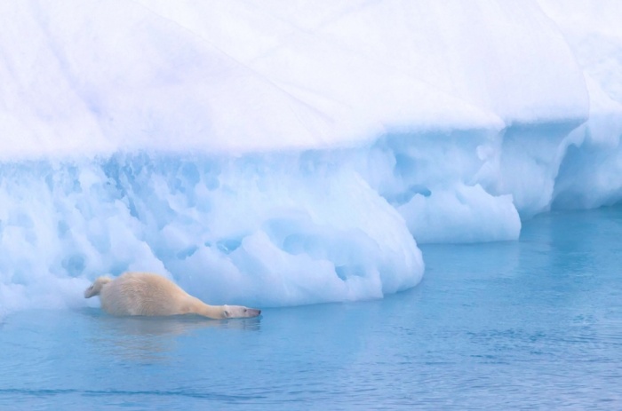 International Polar Day 2015