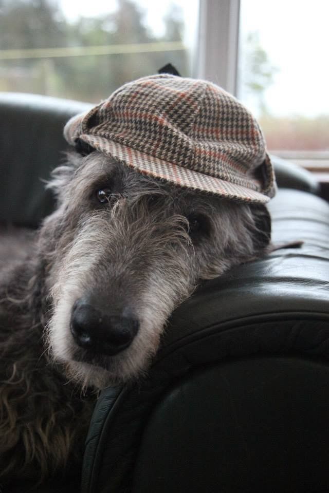 irish-wolfhounds