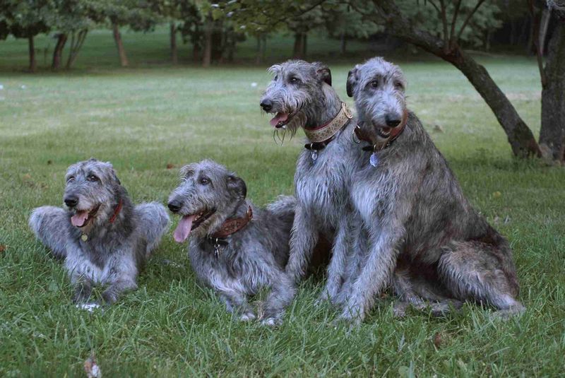 irish-wolfhounds