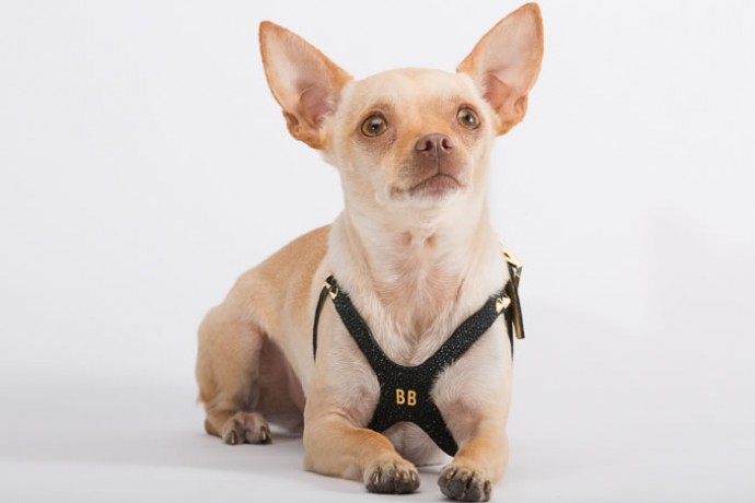 Lux Buddy Belt Dog Harness Gold and Diamond Dog Harness-