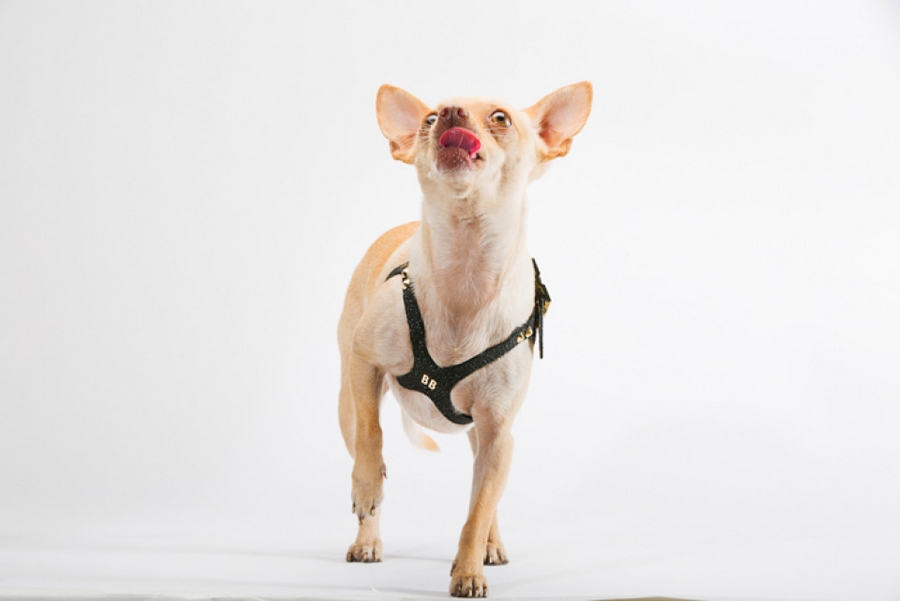 Lux Buddy Belt Dog Harness Gold and Diamond Dog Harness-2015 version