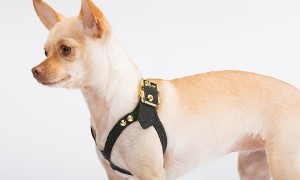 Lux Buddy Belt Dog Harness Gold and Diamond Dog Harness