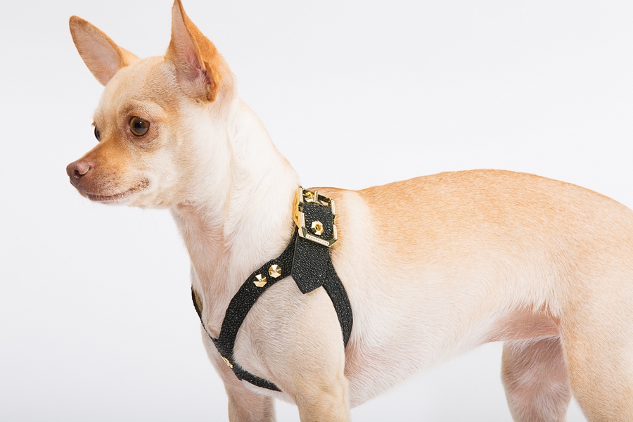 Lux Buddy Belt Dog Harness Gold and Diamond Dog Harness