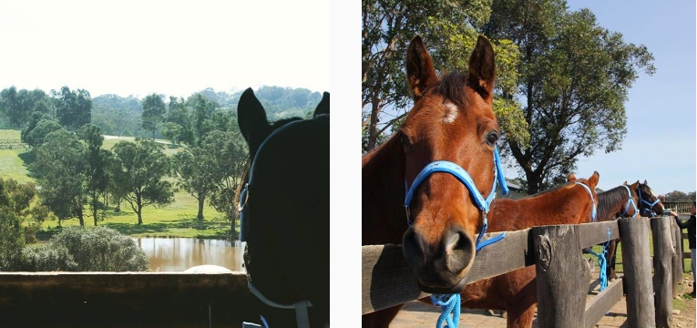 Luxurious Dates to Take Your Significant Other On--horseback riding at Sydney Horse Riding Centre