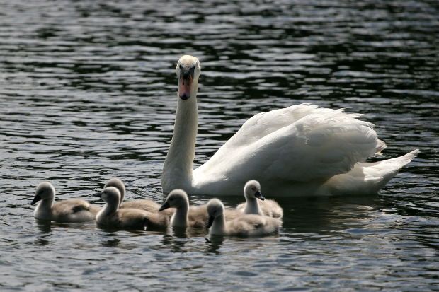 Mother Swan