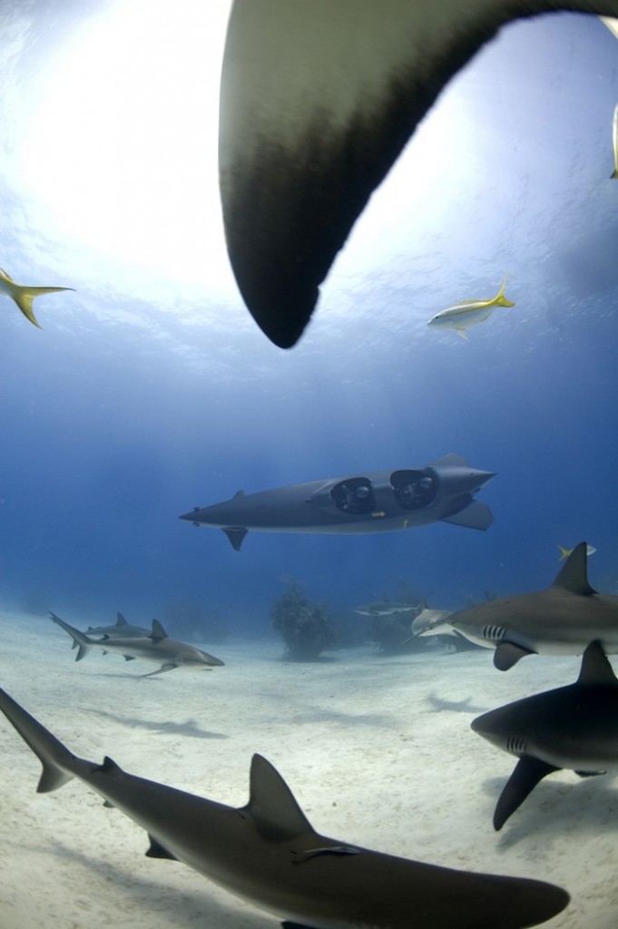 Ortega submersibles - sharks