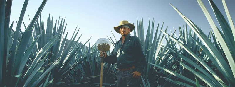 Patrón Tequila AgavePlantation