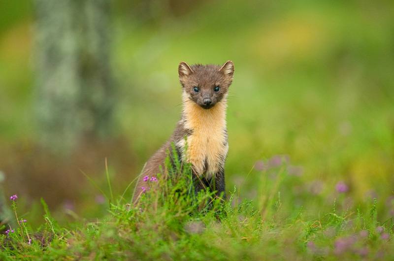 Pine marten (Martes martes), Scotland, UK