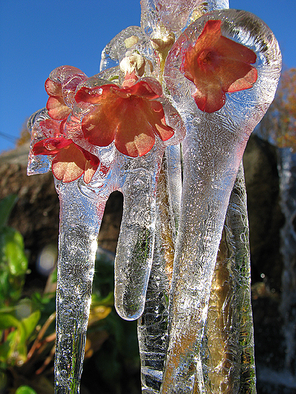 Primula frozen