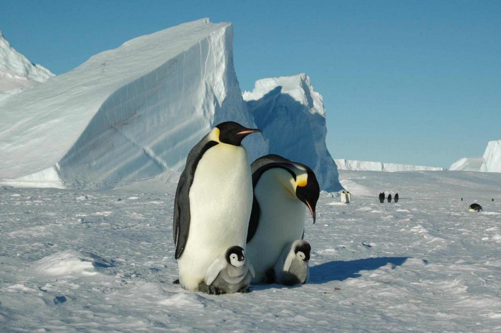 protective-parents-whichaway-camp-in-antarctica