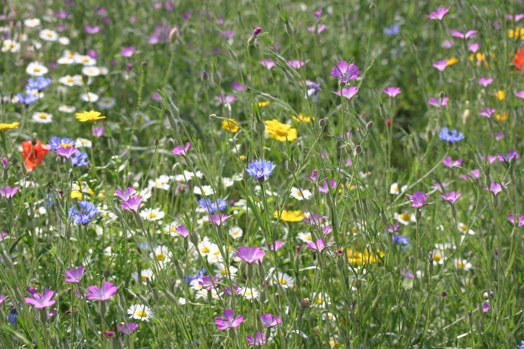 RHS - Royal Horticultural Society