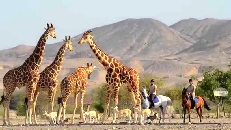 The Sir Bani Yas Island -