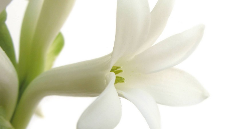 Tuberose