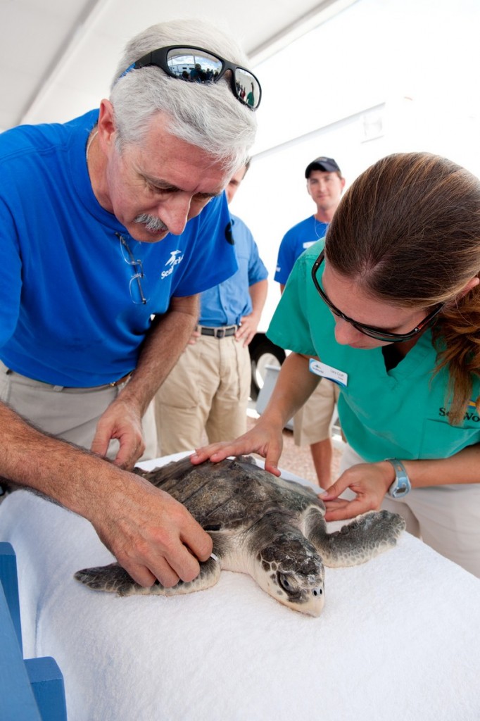 turtle-in-rehab