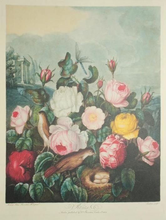 Vacheron Constantin Métiers d’Art Florilège – ROSE CENTIFOLIA WATCH