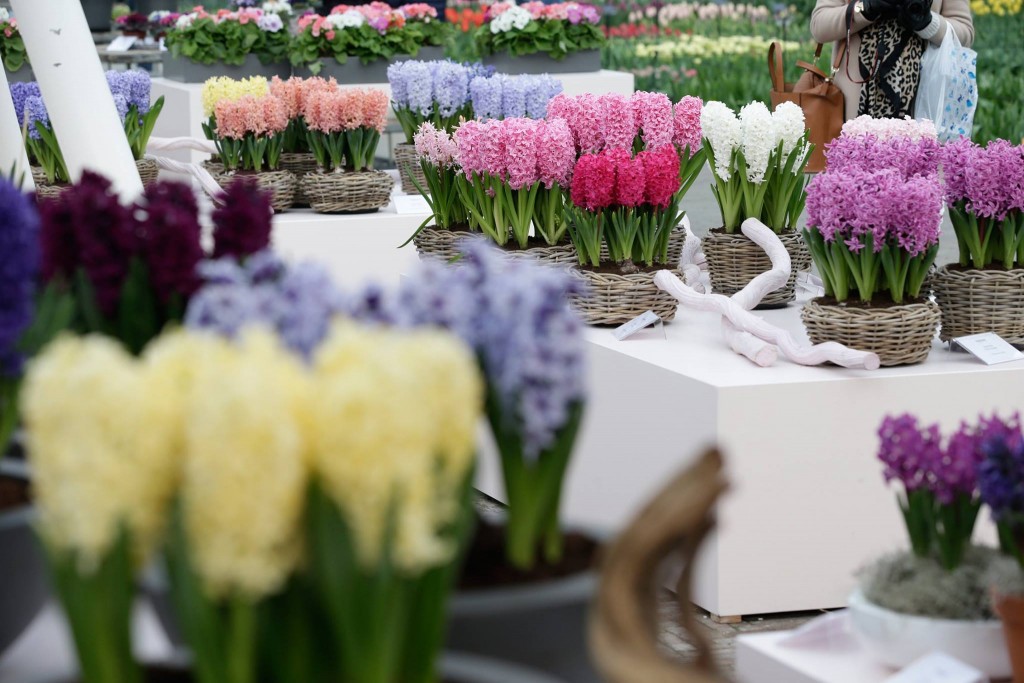 Visit Keukenhof-