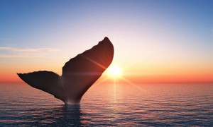 WhalesCanaryIslands WhalesCanaryIslands