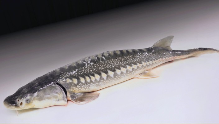 white-sturgeon