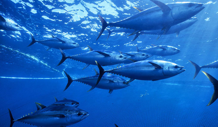 Yellowfin-tuna