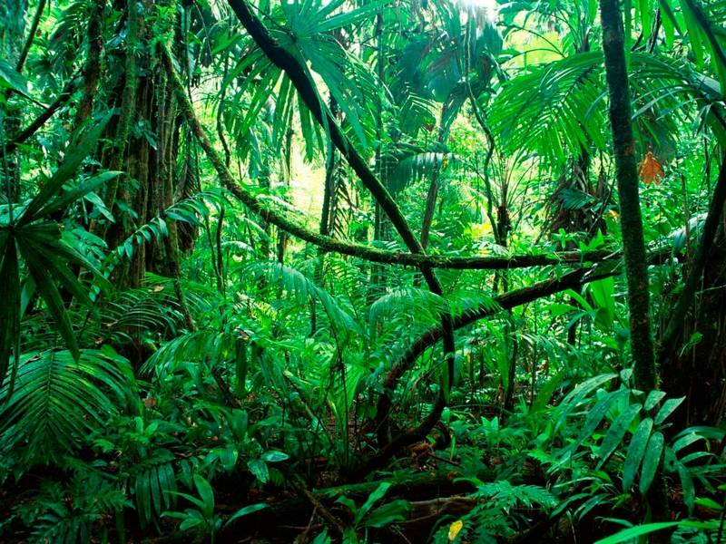 amazon forest