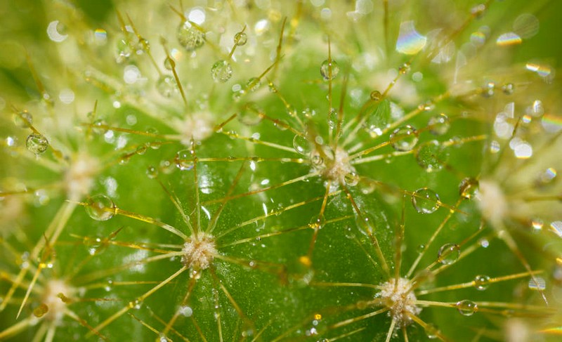 cactus-water