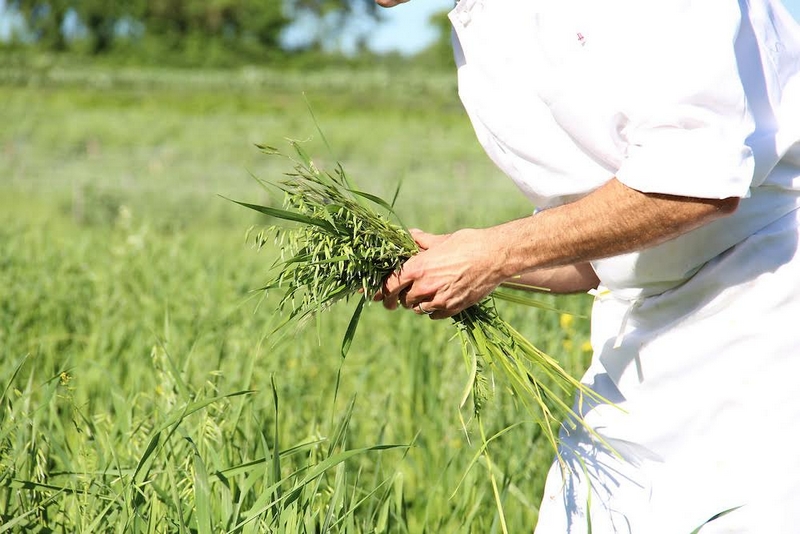 chef dan barber